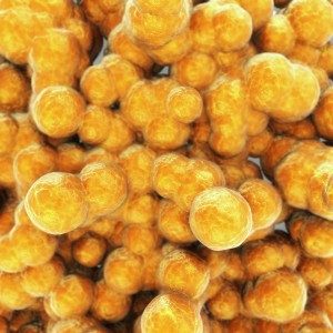 Streptococcus (Strep)