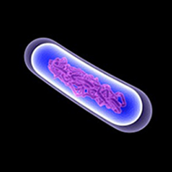 bacillus-in-a-dark-background-300x188
